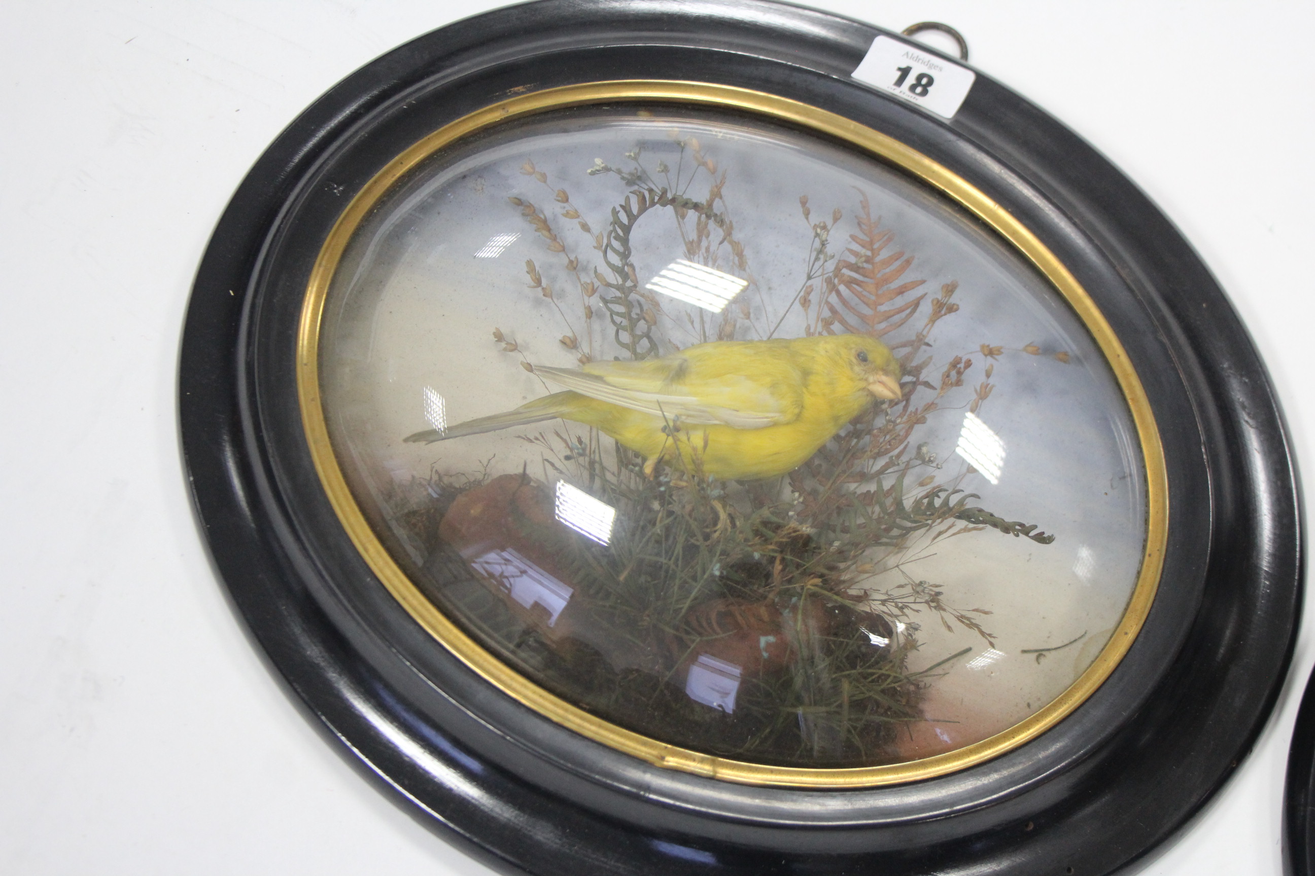 A pair of taxidermist’s displays of yellow birds, each mounted amongst grasses, & in ebonised wooden - Image 3 of 5