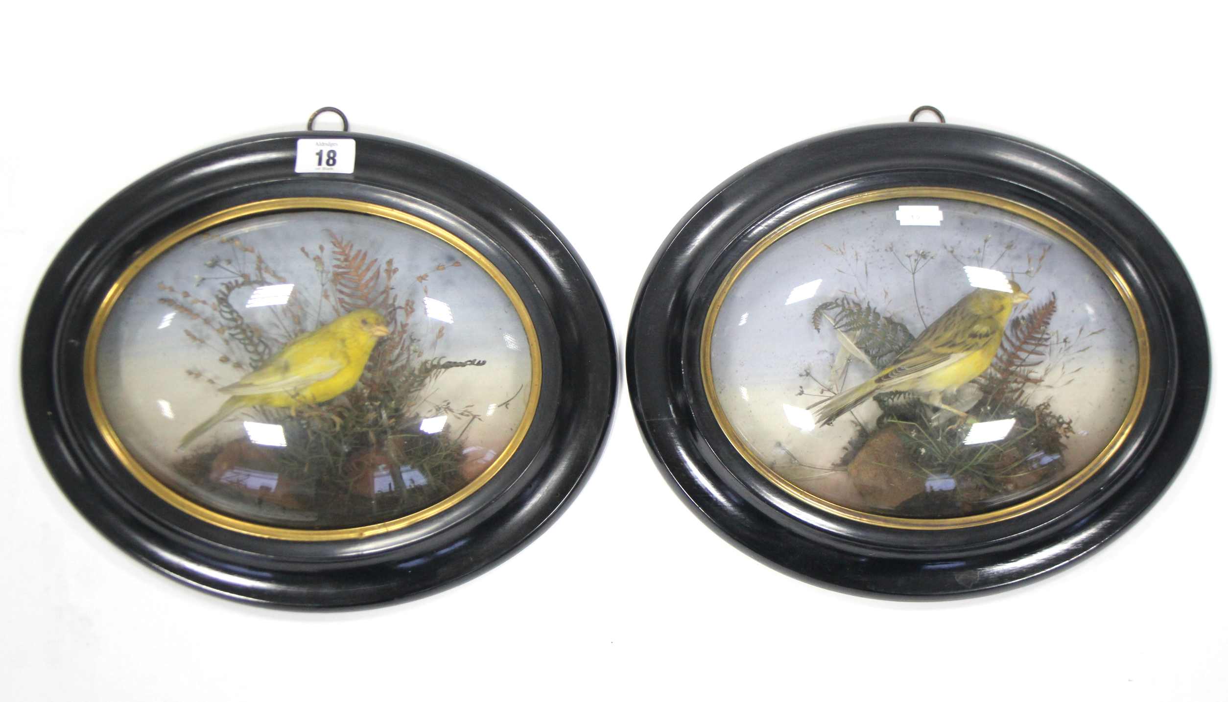 A pair of taxidermist’s displays of yellow birds, each mounted amongst grasses, & in ebonised wooden