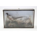 A taxidermist’s display of a male & female pheasant displayed in a glazed case, bears label J.