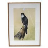 A 1960’s watercolour painting of a female black arrowhead hawk, signed Black & dated 1964, 16½” x