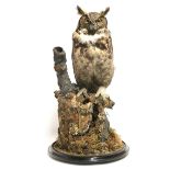 A TAXIDERMY MODEL OF A LONG-EARED OWL SEATED ON A TREE STUMP WITH AN OWLET BELOW, displayed under