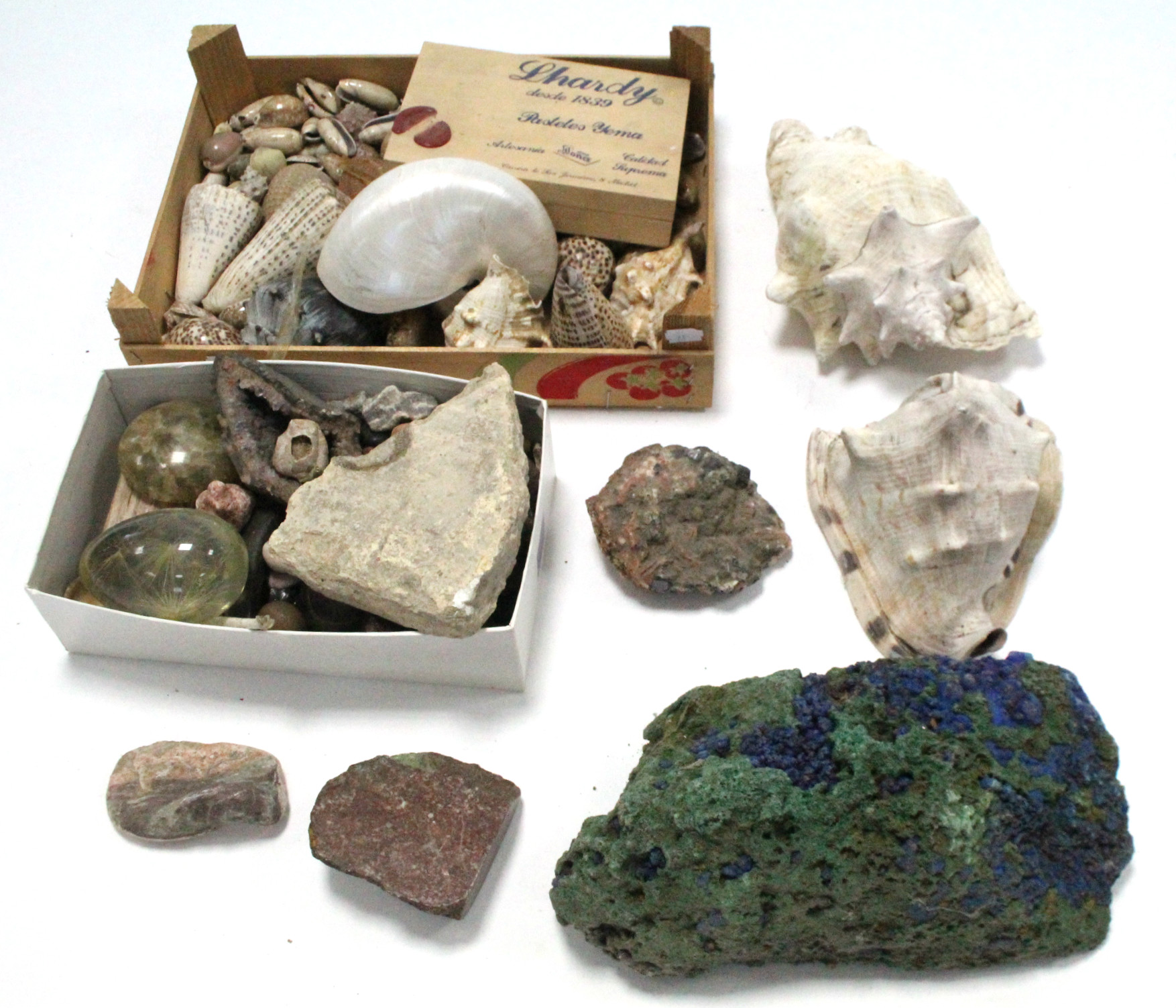 A collection of various seashells & geological specimens.