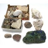 A collection of various seashells & geological specimens.