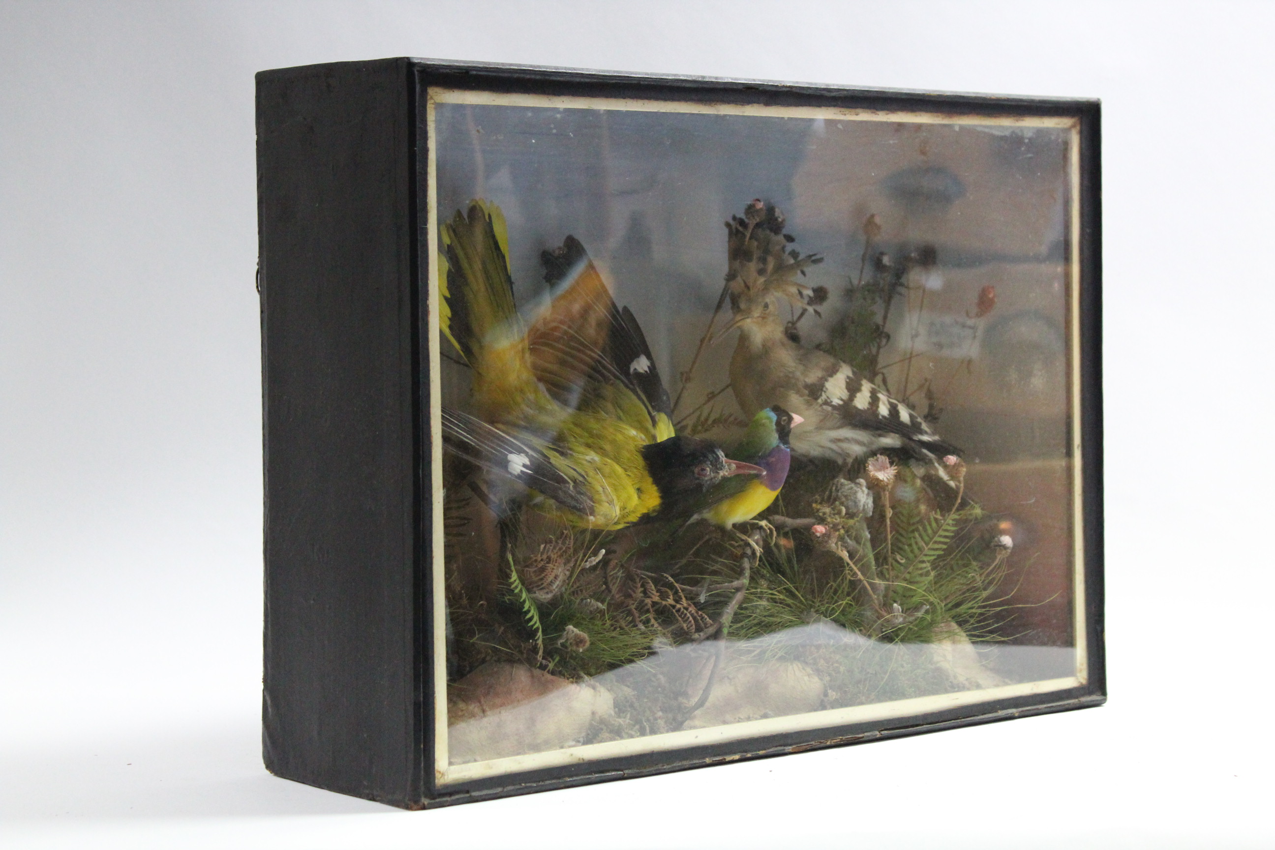 A display of three exotic birds mounted amongst grasses, & in ebonised glazed case, 19” wide x 14” - Image 2 of 2