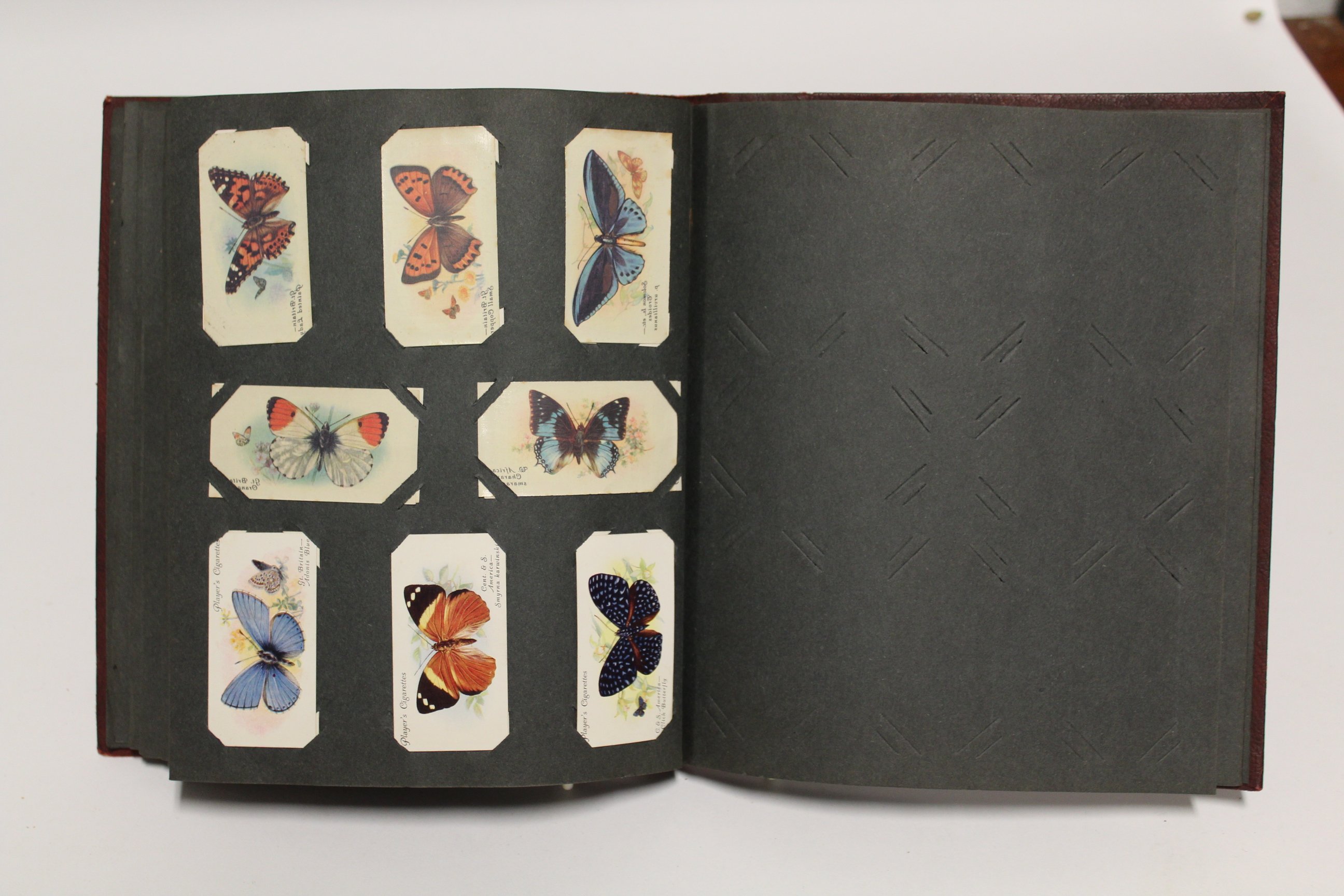 An album of mixed cigarette cards including “zoological studies” by Millhoff & Co. (sixty-four - Image 11 of 12