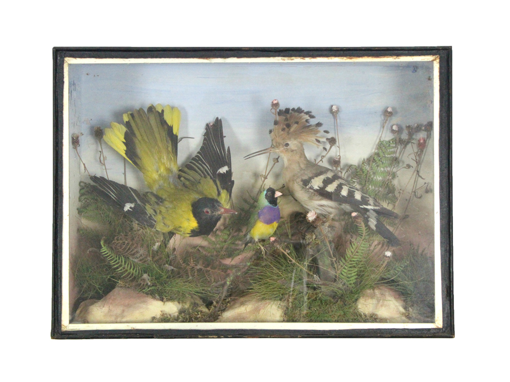 A display of three exotic birds mounted amongst grasses, & in ebonised glazed case, 19” wide x 14”