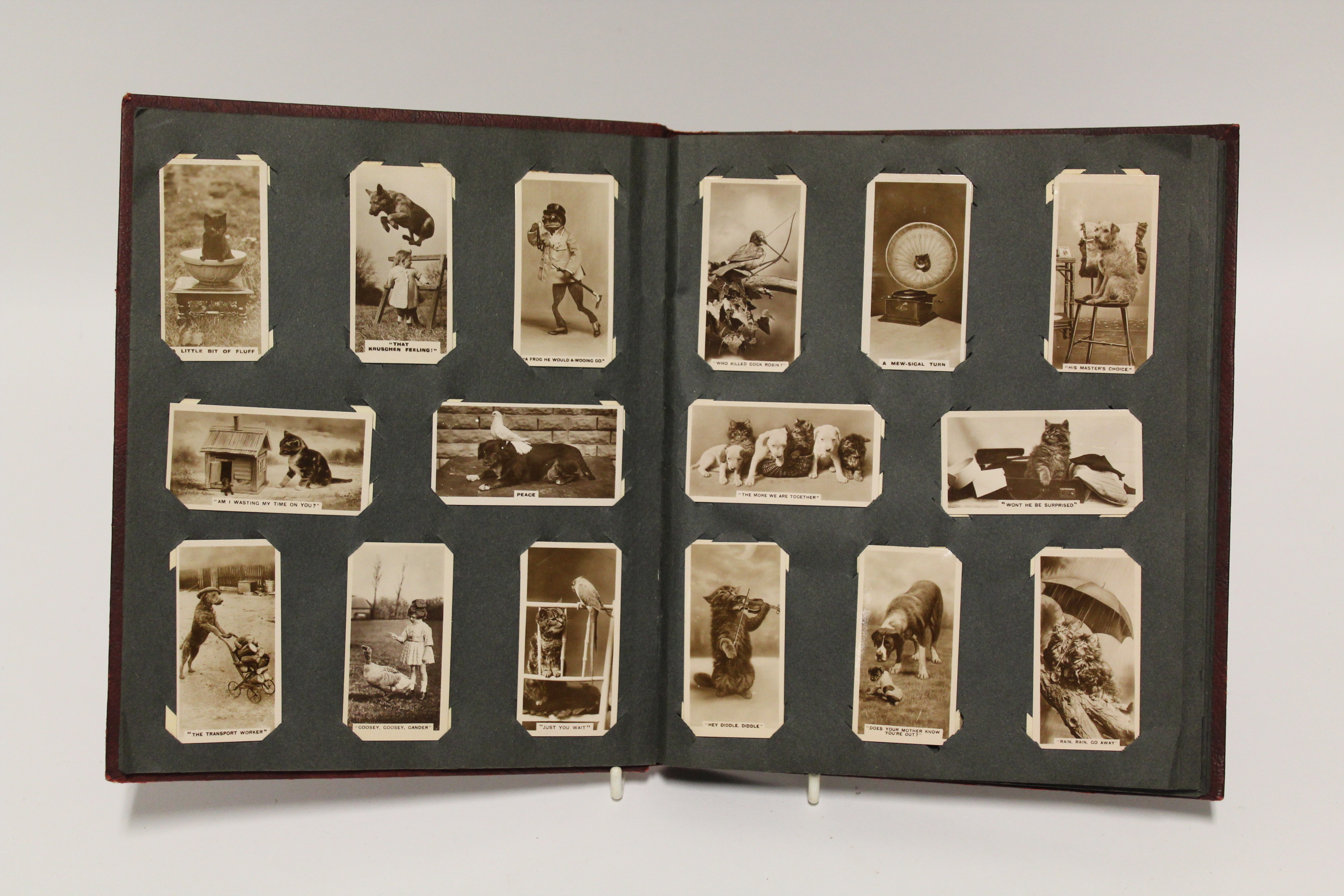 An album of mixed cigarette cards including “zoological studies” by Millhoff & Co. (sixty-four - Image 2 of 12