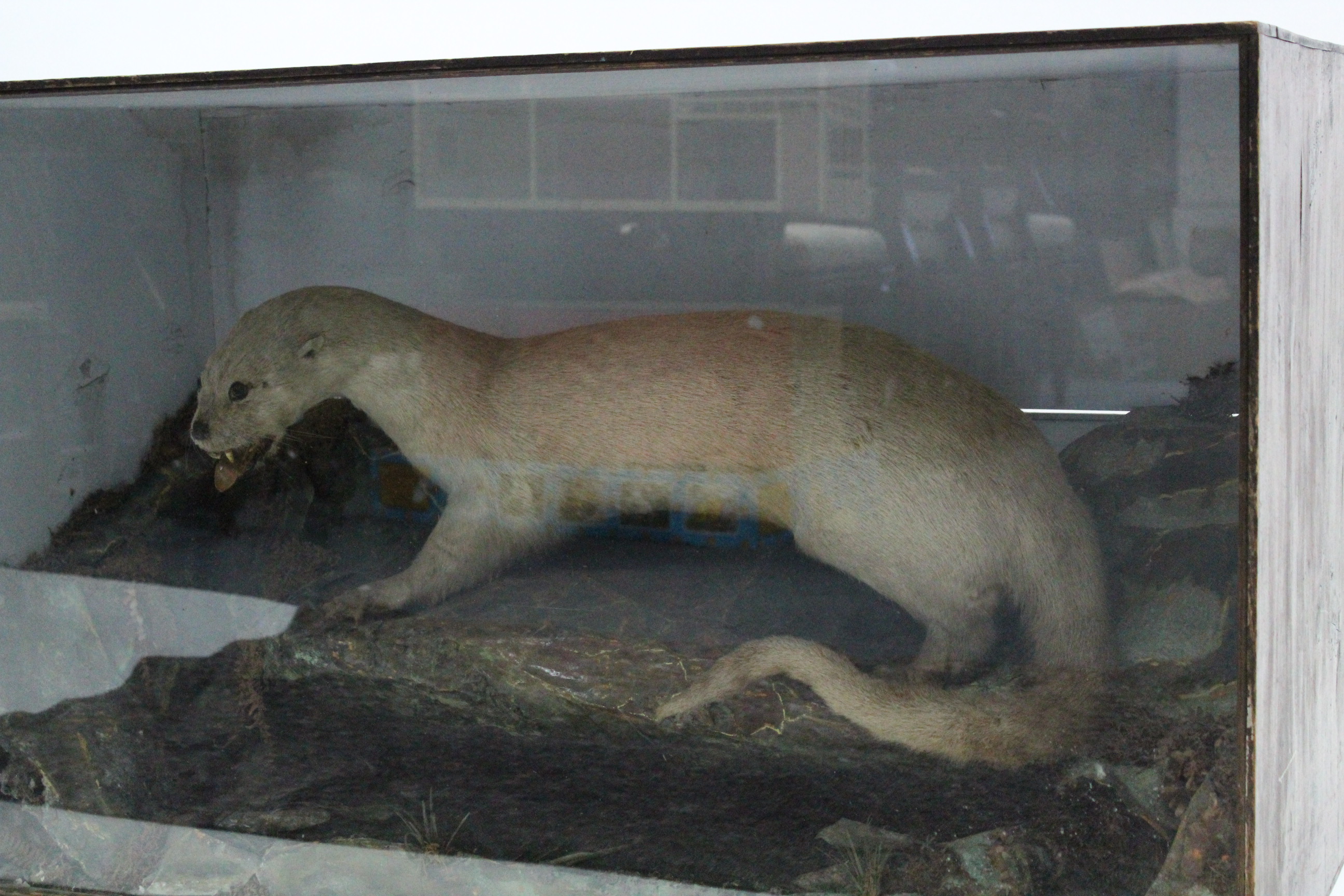 A large display of an albino otter mounted on faux rocks, & in glazed wooden case, 41¾” wide x 25” - Image 3 of 4