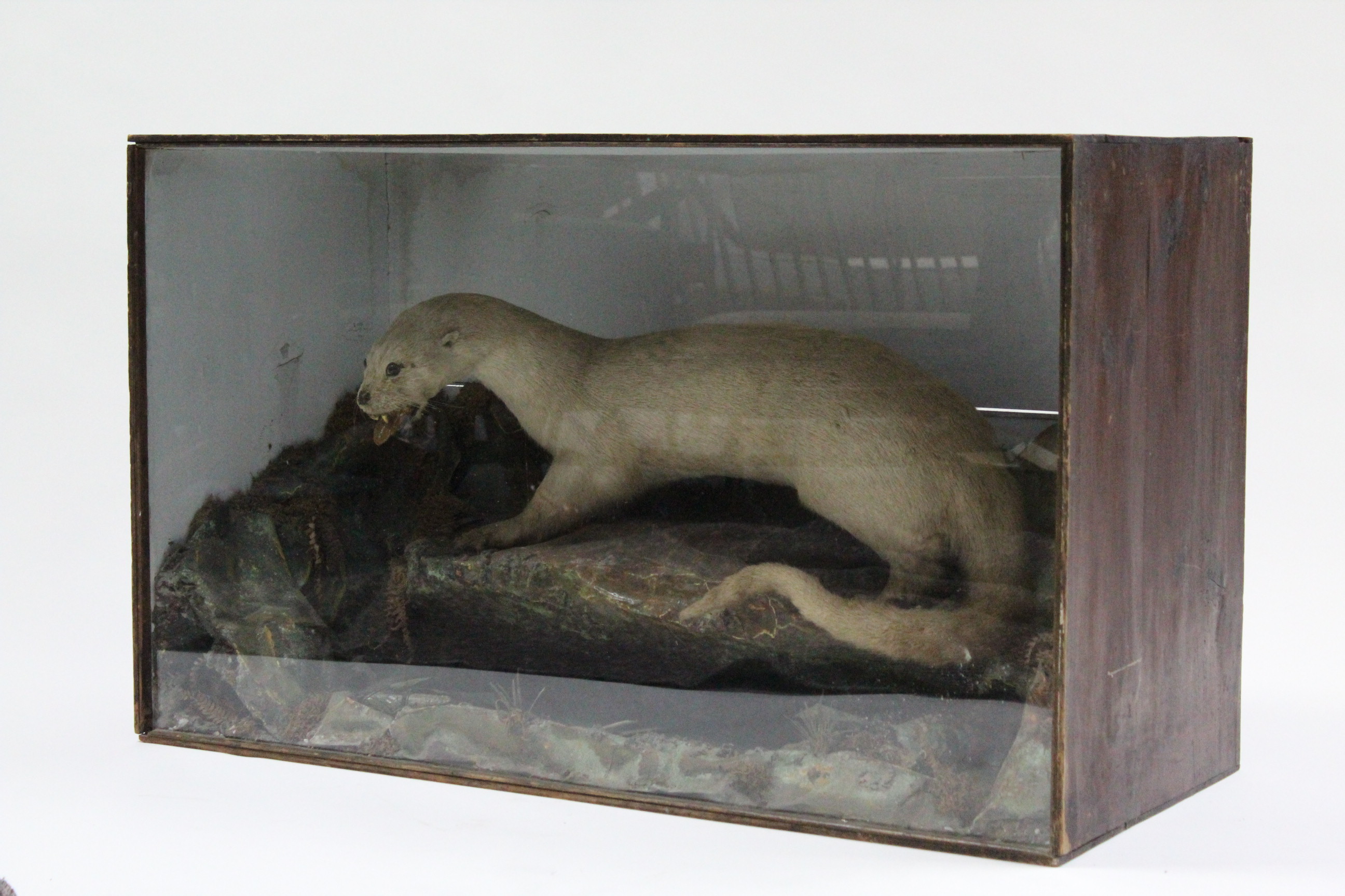 A large display of an albino otter mounted on faux rocks, & in glazed wooden case, 41¾” wide x 25” - Image 2 of 4