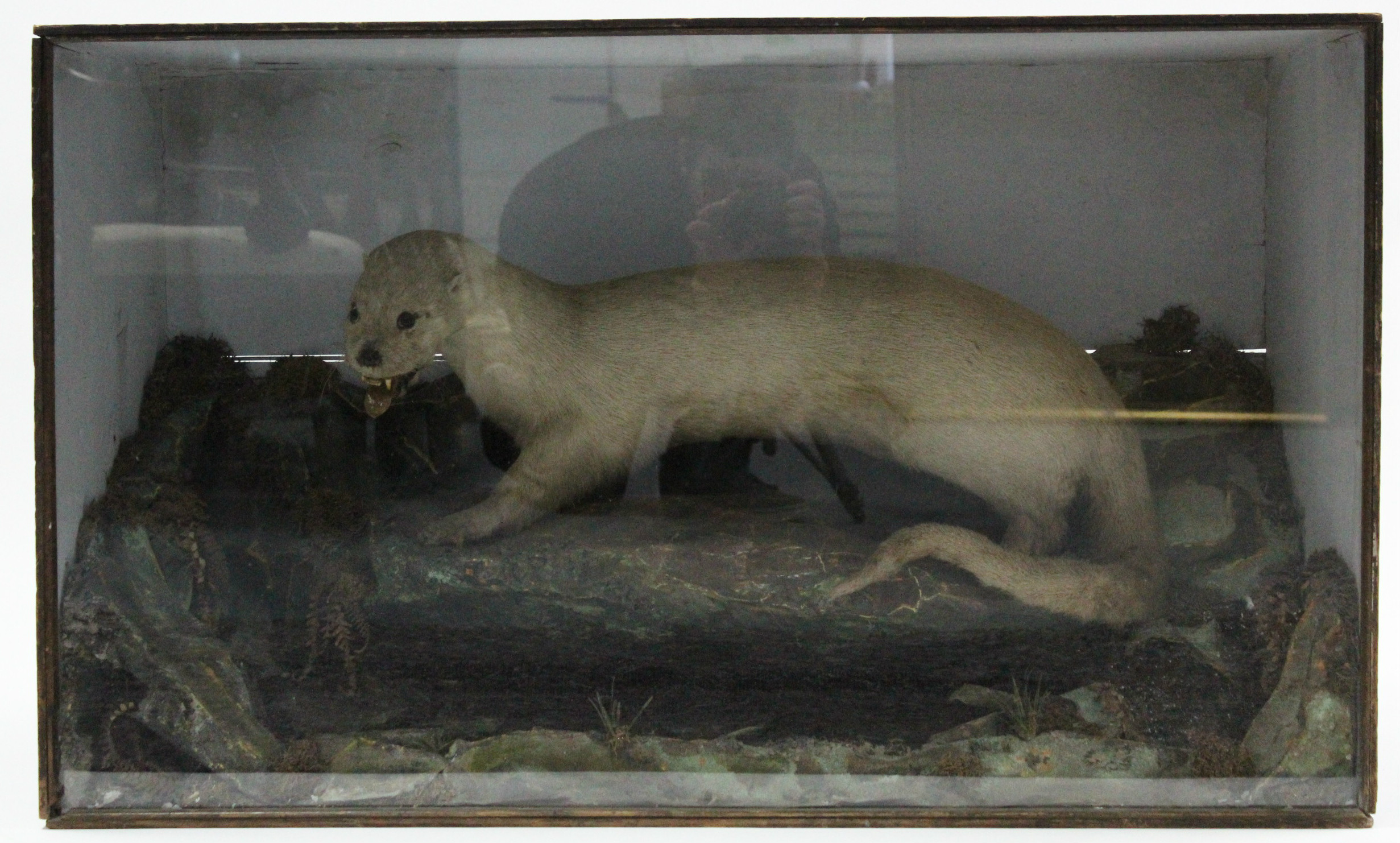 A large display of an albino otter mounted on faux rocks, & in glazed wooden case, 41¾” wide x 25”