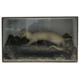 A large display of an albino otter mounted on faux rocks, & in glazed wooden case, 41¾” wide x 25”