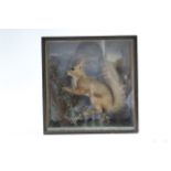 A display of a red squirrel mounted on a tree-stump, & in ebonised glazed case, 11½” wide x 12”