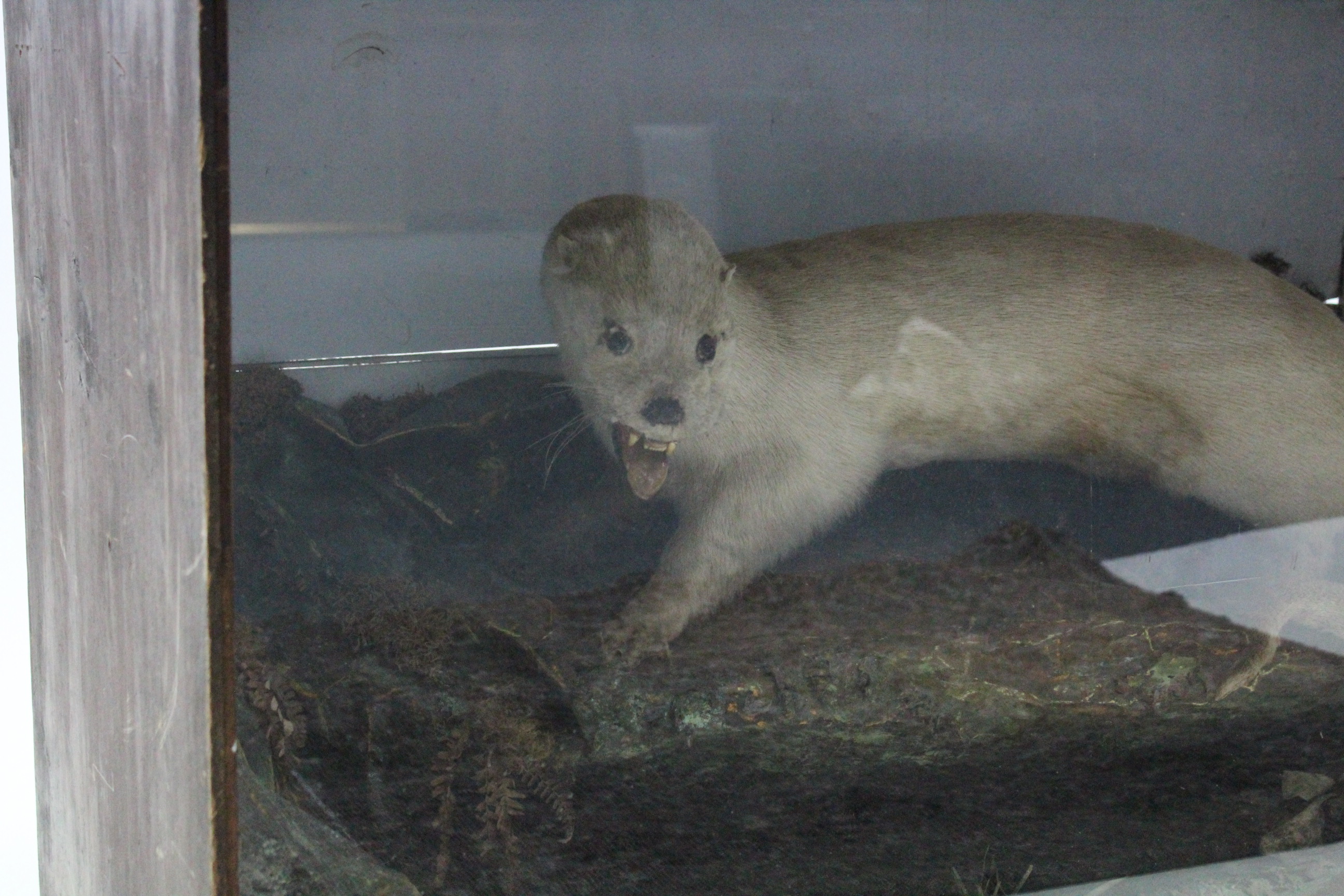 A large display of an albino otter mounted on faux rocks, & in glazed wooden case, 41¾” wide x 25” - Image 4 of 4
