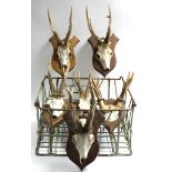 Six various pairs of antlers, each pair mounted on wooden shield-shaped plaque; together with a