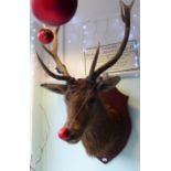 Taxidermy, a late Victorian stags' head trophy with antlers,