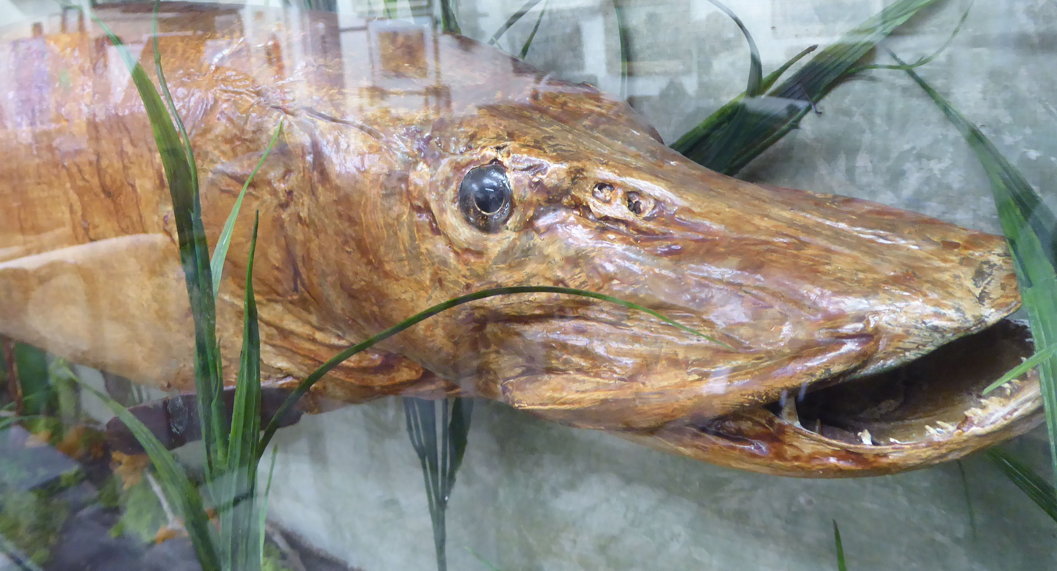 Taxidermy, a preserved pike, displayed in a naturalistic setting, in a glazed front, - Image 2 of 3