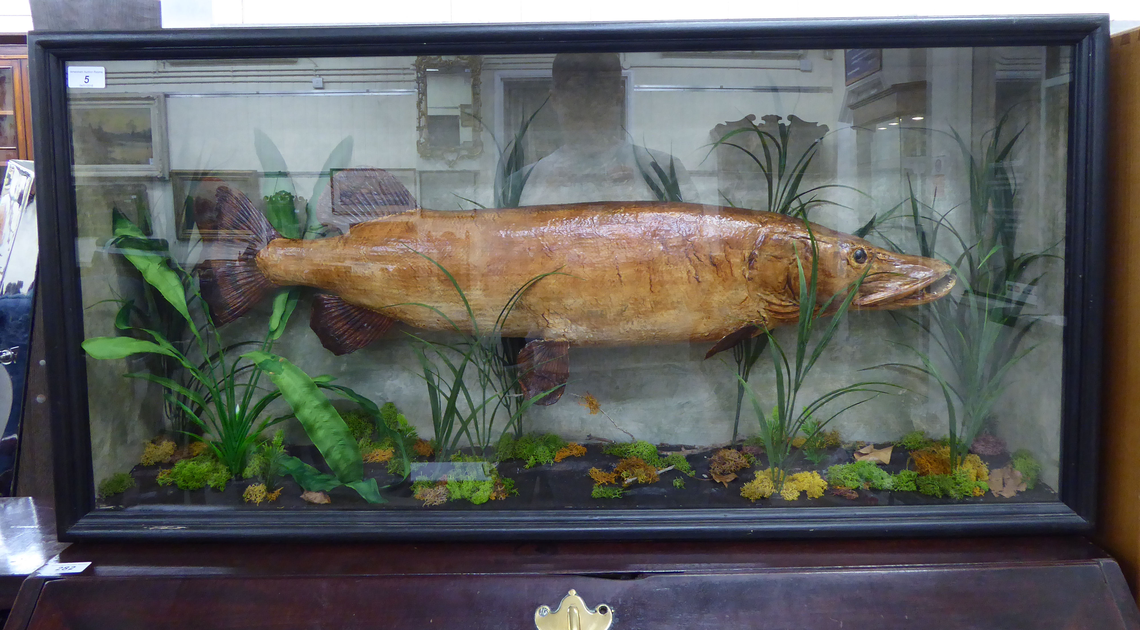 Taxidermy, a preserved pike, displayed in a naturalistic setting, in a glazed front,