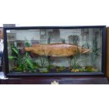 Taxidermy, a preserved pike, displayed in a naturalistic setting, in a glazed front,