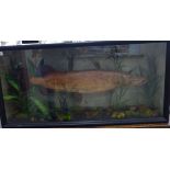 Taxidermy, a preserved pike, displayed in a naturalistic setting, in a glazed front,