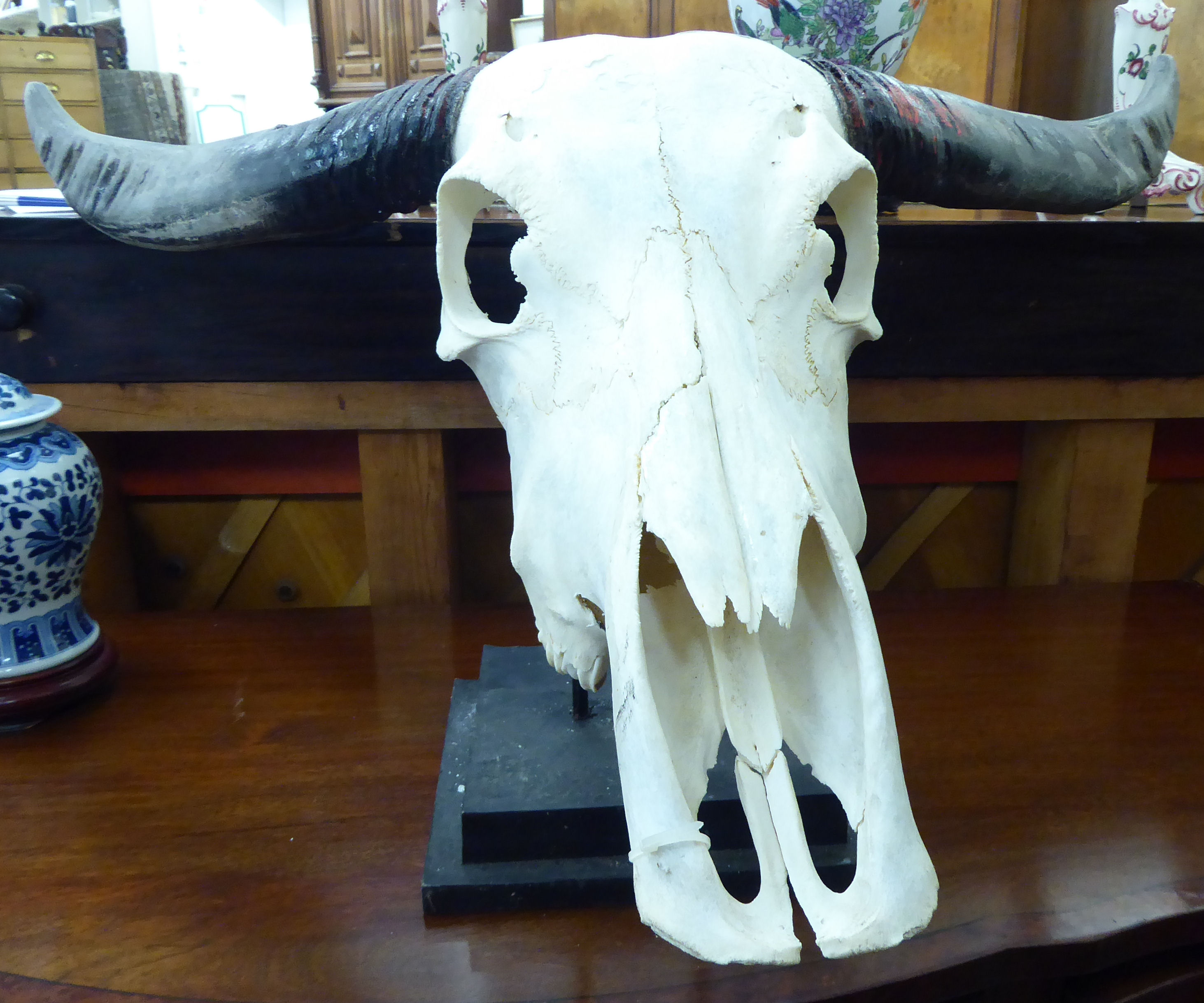 Taxidermy - an animal's skull with horns 20''h LAB