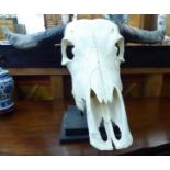 Taxidermy - an animal's skull with horns 20''h LAB