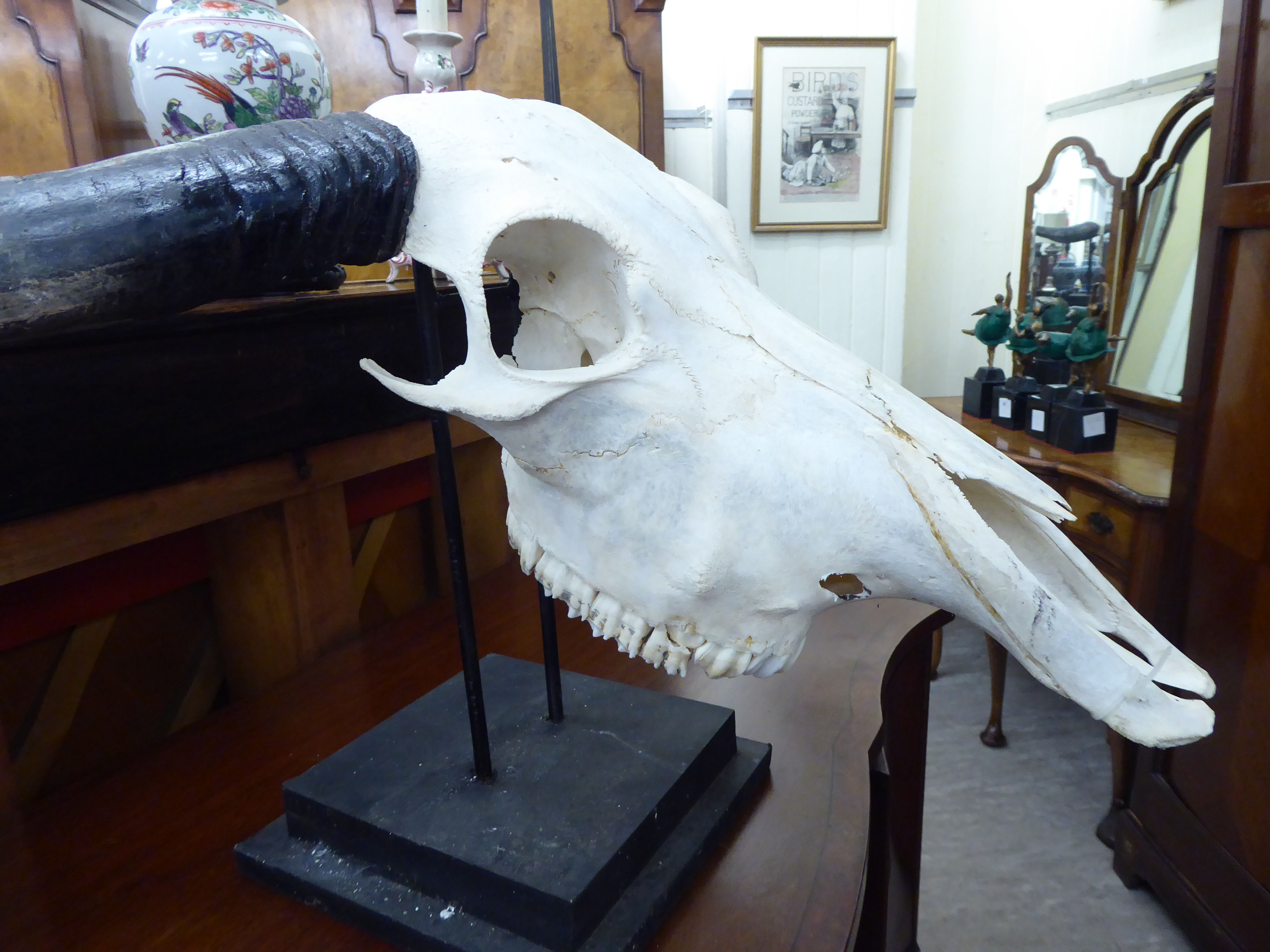 Taxidermy - an animal's skull with horns 20''h LAB - Image 2 of 2