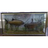 Taxidermy: two canal species of fish, displayed in a naturalistic setting,
