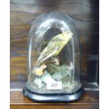 Taxidermy - a yellow canary under a glass dome with a wooden plinths 11''h RSF