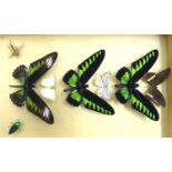 A small 'captured' display of exotic butterflies and other insects OS1