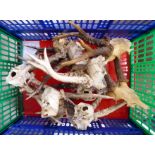 A quantity of deer skulls with antlers largest 9''h RAM