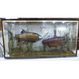 Taxidermy - two canal species of fish, displayed in a naturalistic setting,