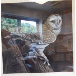 J Reynolds - a study of a Barn Owl watercolour bears a signature 17'' x 17'' framed