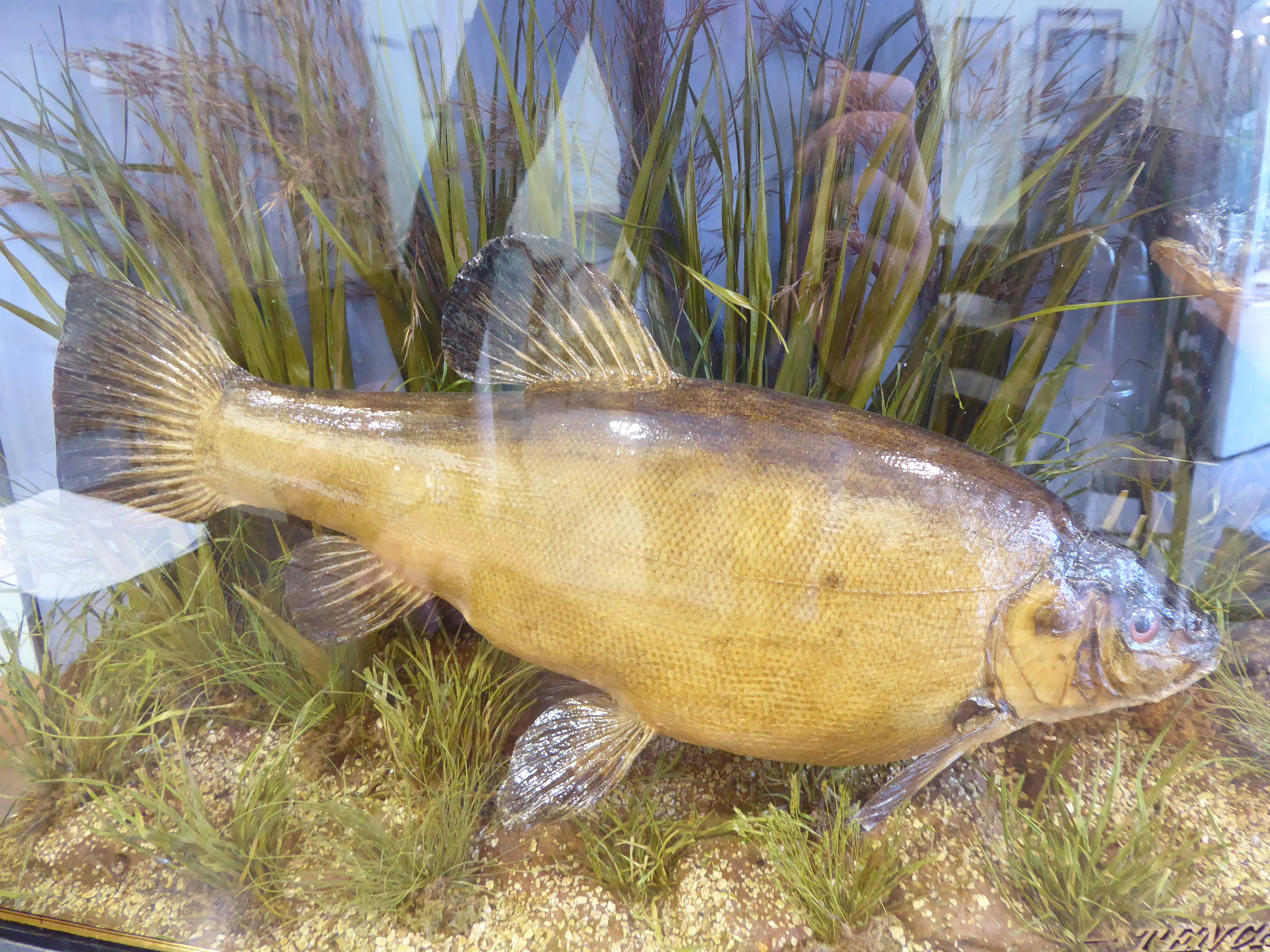 Taxidermy - two Tench mounted in a naturalistic setting, - Image 2 of 7