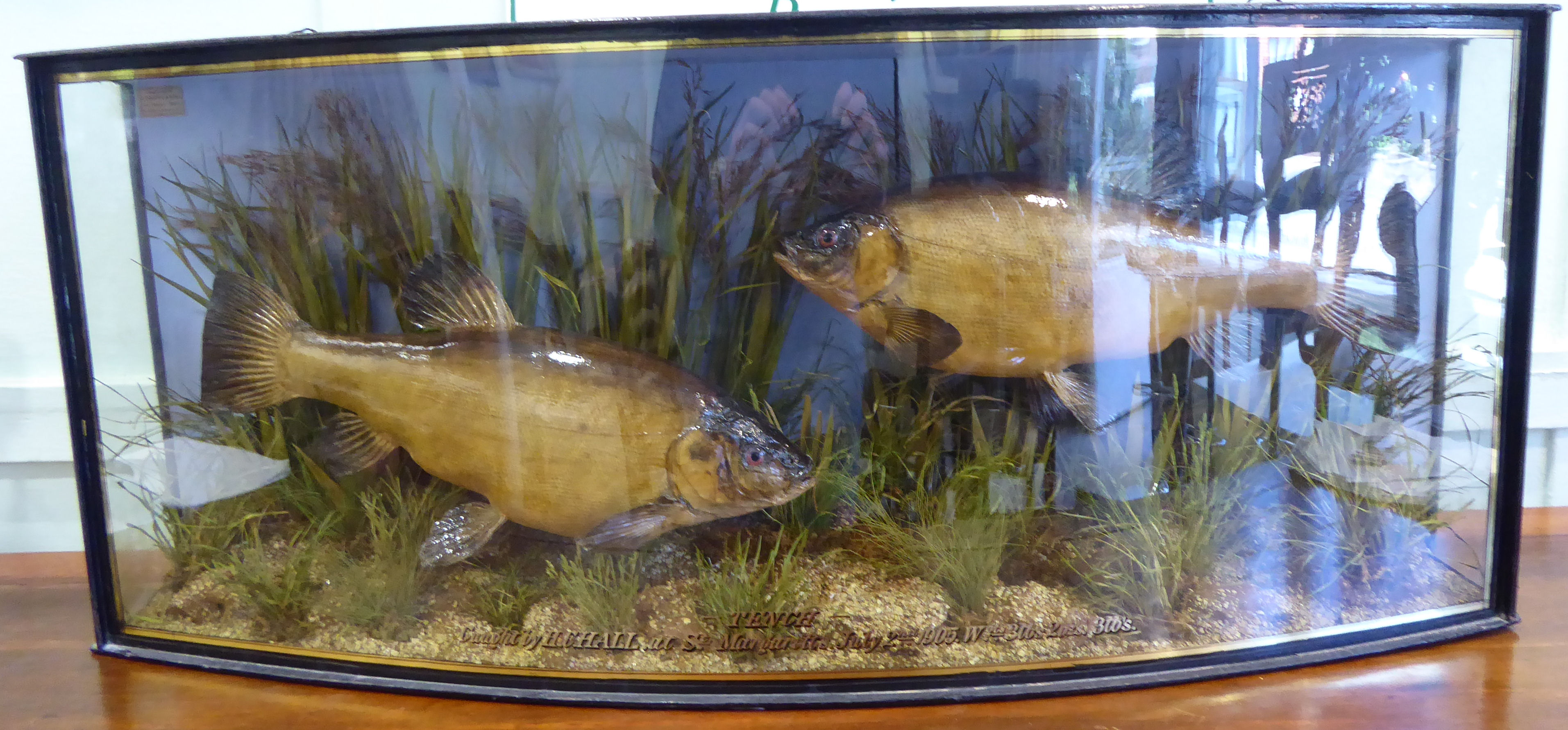 Taxidermy - two Tench mounted in a naturalistic setting,