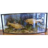 Taxidermy - two Tench mounted in a naturalistic setting,
