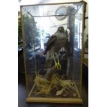 Taxidermy: a Harrier Hawk perched on a log, in a fully glazed,