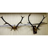 Taxidermy: two similar skulls and antlers,