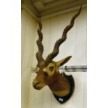 Taxidermy: a roe deer,