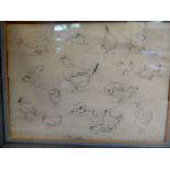 Attributed to Alfred Slocombe - a study sheet of domestic fowl pencil drawings 7.