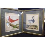 A pair of late 18thC ornithological studies coloured engravings 8.5'' x 6.