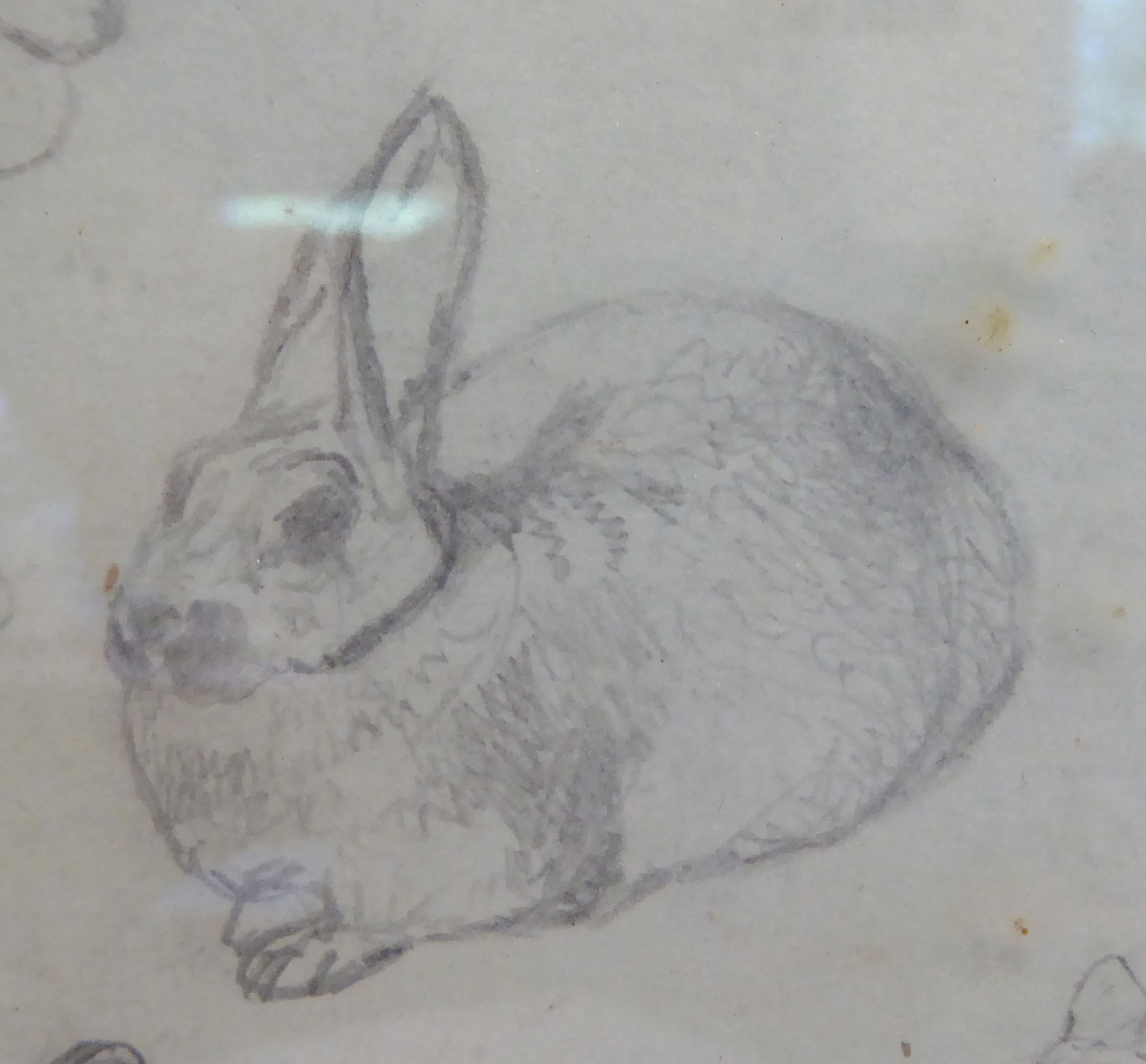 Attributed to Joseph Wolf - a study sheet of hares pencil drawings 6.5'' x 4. - Image 4 of 5