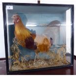 Taxidermy: a bantam, displayed in a naturalistic setting in a glazed case 17.5''h 18.