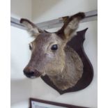 Taxidermy - a roe deer's head,