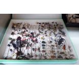 An entomology study with tweezers and mounting accessories OS5