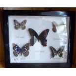 A study of five butterflies,