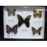 A lepidopterist study of five butterflies 7'' x 8'' in a glazed frame TO8