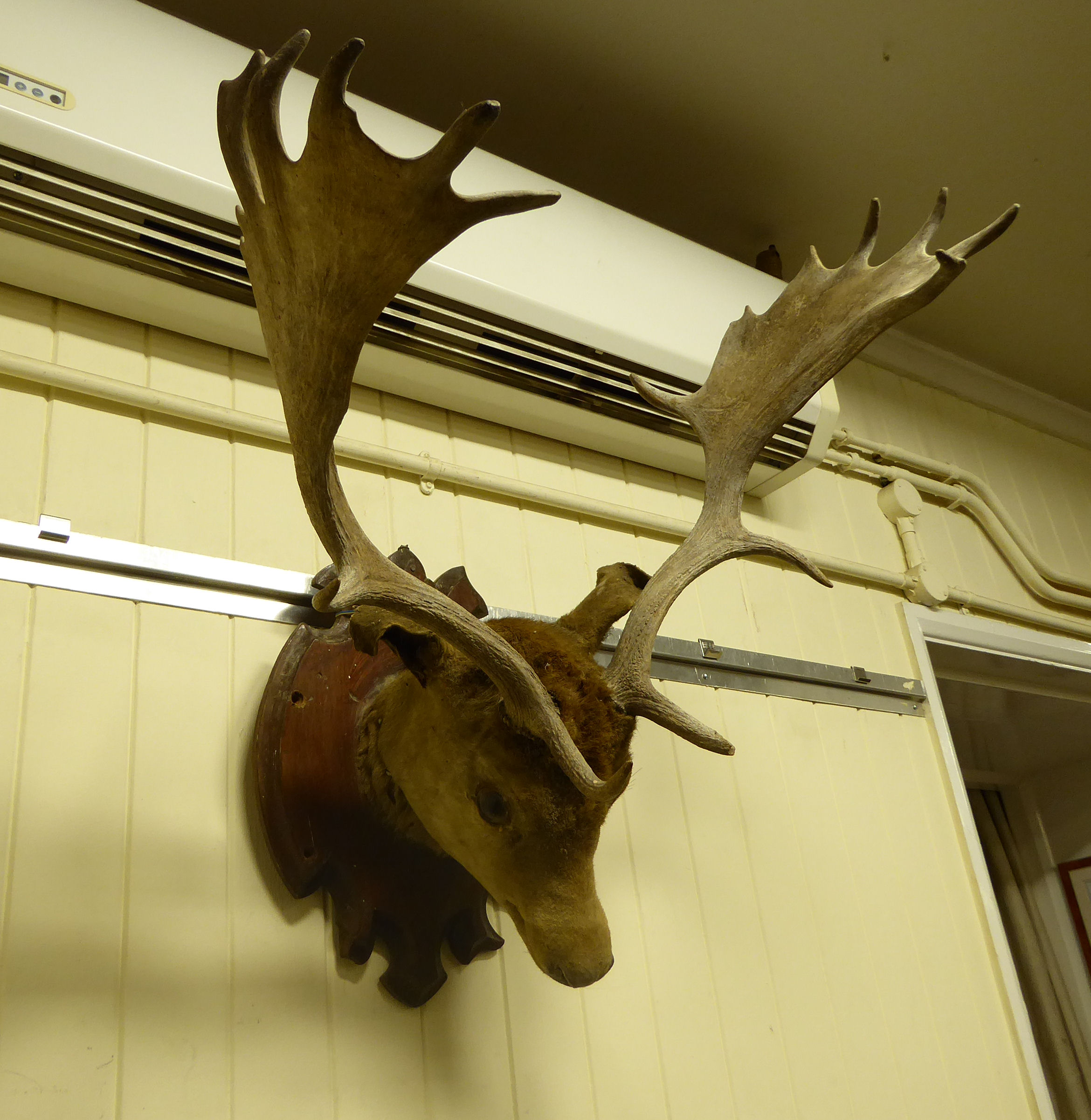 A stag's head with antlers,