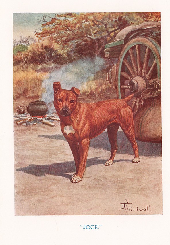Fitzpatrick (Sir Percy) JOCK OF THE BUSHVELD First edition First impression. 475 pages, colour - Image 2 of 4