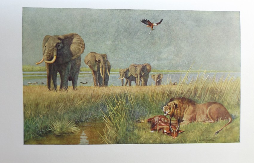 Capt. H. C. Brocklehurst GAME ANIMALS OF THE SUDAN: Their Habits and Distribution 1 volume. "Sudan - Image 4 of 4