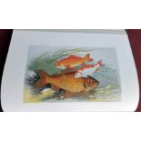 Reverend W. Houghton British Freshwater FishesIllustrated with a coloured figure of each species